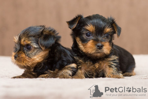 Zdjęcie №1. yorkshire terrier - na sprzedaż w Cochem | Bezpłatny | Zapowiedź №122656