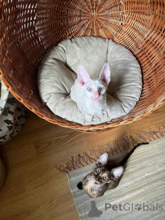 Zdjęcie №1. kot cornish rex - na sprzedaż w Puchheim | 2153zł | Zapowiedź № 166311