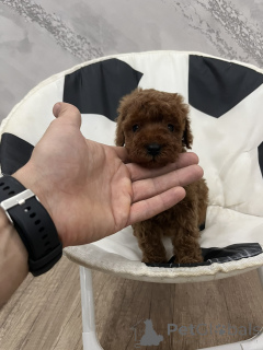 Zdjęcie №1. pudel (zabawka) - na sprzedaż w Odžaci | negocjowane | Zapowiedź №156680