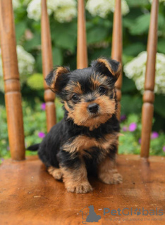 Zdjęcie №2 do zapowiedźy № 92908 na sprzedaż  yorkshire terrier - wkupić się Irlandia prywatne ogłoszenie