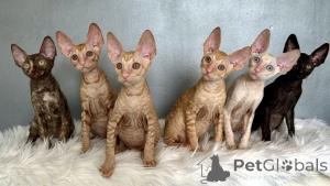 Zdjęcie №1. kot cornish rex - na sprzedaż w Barsel | Bezpłatny | Zapowiedź № 164264