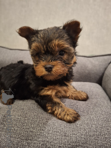 Zdjęcie №3. Szczenięta czystej krwi Yorkshire Terrier. Łotwa