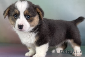 Zdjęcie №1. welsh corgi - na sprzedaż w Афины | 1046zł | Zapowiedź №98641