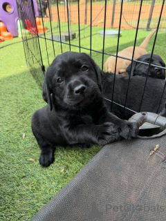 Zdjęcie №1. labrador retriever - na sprzedaż w Kopenhaga | negocjowane | Zapowiedź №171281