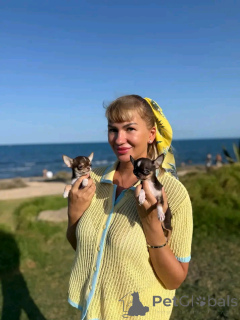 Zdjęcie №2 do zapowiedźy № 167174 na sprzedaż  chihuahua (rasa psów) - wkupić się USA hodowca