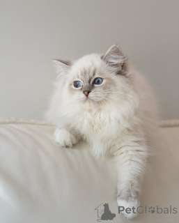 Zdjęcie №3. Gotowe do odbioru i wysyłki. Delikatny gigant w przygotowaniu. Finlandia