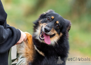 Zdjęcie №4. Sprzedam pies nierasowy w Rzeka Moskwa. prywatne ogłoszenie - cena - Bezpłatny