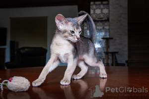 Zdjęcie №3. Abisyńskie dzieci - 2 chłopców i dziewczynki. Ukraina