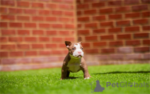 Zdjęcie №1. american bully - na sprzedaż w Grömitz | 1674zł | Zapowiedź №154313