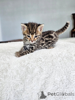 Zdjęcie №1. sawanna - na sprzedaż w Berlin | negocjowane | Zapowiedź № 167311