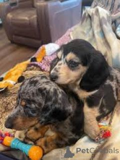 Zdjęcie №1. jamnik - na sprzedaż w Manchester | 3348zł | Zapowiedź №165699