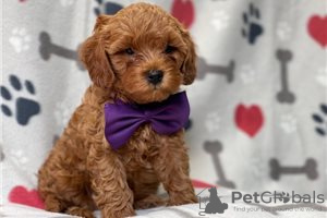 Zdjęcie №3. Piękne szczenięta Cavapoo Do bezpłatnej adopcji. Niemcy