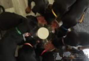 Zdjęcie №2 do zapowiedźy № 129151 na sprzedaż  doberman - wkupić się Finlandia hodowca