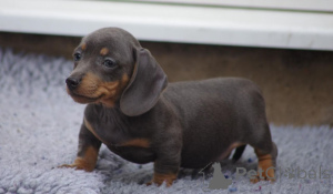 Zdjęcie №1. pies nierasowy - na sprzedaż w Bække | 2870zł | Zapowiedź №167498