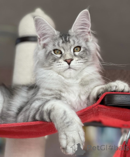 Zdjęcie №1. maine coon - na sprzedaż w Baden-Baden | 4736zł | Zapowiedź № 163469