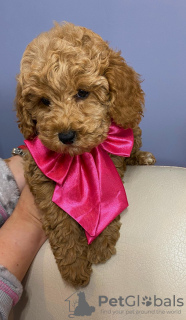 Zdjęcie №2 do zapowiedźy № 134061 na sprzedaż  pudel (zabawka) - wkupić się Serbia 