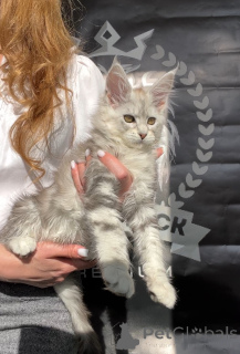 Zdjęcie №3. Adel. Federacja Rosyjska