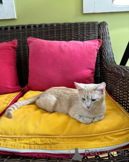 Zdjęcie №3. Kot domowy. Niemcy