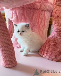 Zdjęcie №2 do zapowiedźy № 156259 na sprzedaż  ragdoll - wkupić się Szwajcaria prywatne ogłoszenie