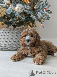 Zdjęcie №3. Pełne miłości, zabawy i szczenięcego uroku Bentleye gotowe wypełnić Twój dom. Finlandia