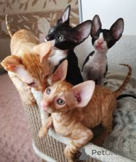 Zdjęcie №1. kot cornish rex - na sprzedaż w Amsterdam | 2392zł | Zapowiedź № 162807