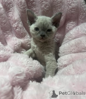 Zdjęcie №2 do zapowiedźy № 160345 na sprzedaż  devon rex - wkupić się Niemcy hodowca