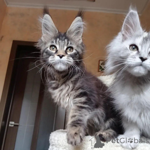 Zdjęcie №1. maine coon - na sprzedaż w Bournemouth | negocjowane | Zapowiedź № 146002