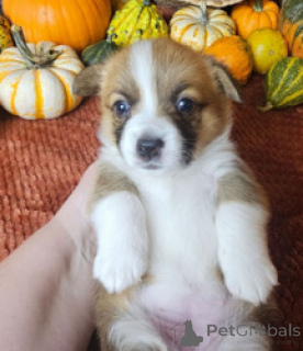 Zdjęcie №2 do zapowiedźy № 169263 na sprzedaż  welsh corgi - wkupić się Bangladesz hodowca