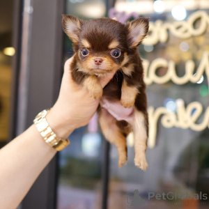 Zdjęcie №3. Urocze szczenięta Chihuahua do adopcji. USA