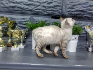 Zdjęcie №1. kot bengalski - na sprzedaż w Mińsk | 2695zł | Zapowiedź № 953