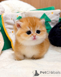 Zdjęcie №4. Sprzedam kot brytyjski krótkowłosy w Berlin. hodowca - cena - negocjowane