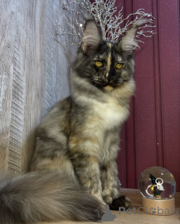 Zdjęcie №4. Sprzedam maine coon w Aston.  - cena - negocjowane