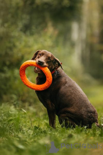 Zdjęcie №2 do zapowiedźy № 156854 na sprzedaż  labrador retriever - wkupić się Federacja Rosyjska prywatne ogłoszenie