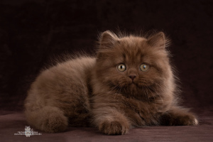 Zdjęcie №4. Sprzedam kot brytyjski długowłosy w Petersburg. od żłobka - cena - Negocjowane