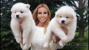 Zdjęcie №1. samojed (rasa psa) - na sprzedaż w Devonside | negocjowane | Zapowiedź №136196