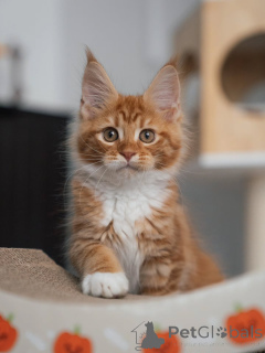 Zdjęcie №2 do zapowiedźy № 177833 na sprzedaż  maine coon - wkupić się Holandia hodowca