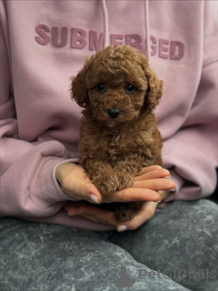 Zdjęcie №2 do zapowiedźy № 159567 na sprzedaż  maltipu - wkupić się Holandia prywatne ogłoszenie