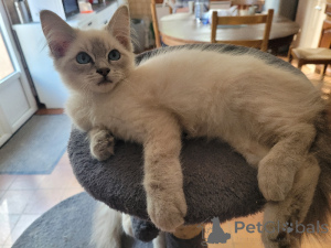 Zdjęcie №1. ragdoll - na sprzedaż w Antwerpia | Bezpłatny | Zapowiedź № 174018