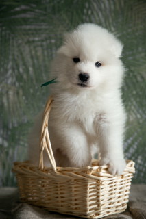 Dodatkowe zdjęcia: Szczenięta psa Samoyed (Samoyed) z hodowli Riddle of Siberia