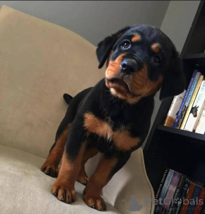 Zdjęcie №1. rottweiler - na sprzedaż w Virginia | 3476zł | Zapowiedź №165217