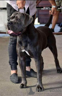 Dodatkowe zdjęcia: Szczenięta Cane Corso