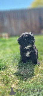 Zdjęcie №1. maltipu - na sprzedaż w Berlin | 4305zł | Zapowiedź №149839