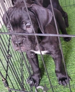 Zdjęcie №1. cane corso - na sprzedaż w Al ain | negocjowane | Zapowiedź №145597