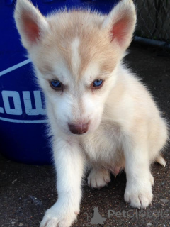 Zdjęcie №1. husky syberyjski - na sprzedaż w Chambéry | 3492zł | Zapowiedź №172201