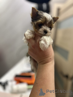 Zdjęcie №3. Cachorros Yorkie dostępne dla każdego. Finlandia