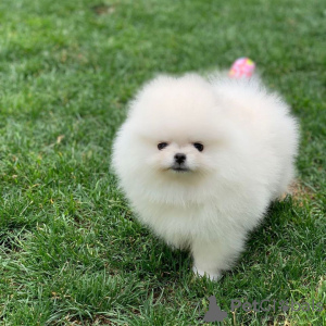 Zdjęcie №3. Pomeranian Spitz Puppy. Austria