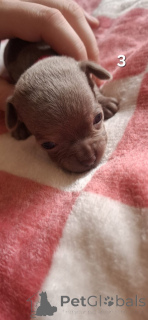 Zdjęcie №3. Lilac Chihuahua na sprzedaż. Niemcy