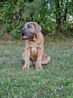 Zdjęcie №2 do zapowiedźy № 106782 na sprzedaż  cane corso - wkupić się Polska hodowca