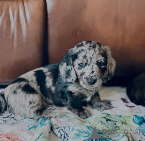 Zdjęcie №2 do zapowiedźy № 155446 na sprzedaż  jamnik - wkupić się Luksemburg prywatne ogłoszenie