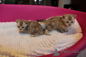 Dodatkowe zdjęcia: Śliczne koty bengalskie już do adopcji